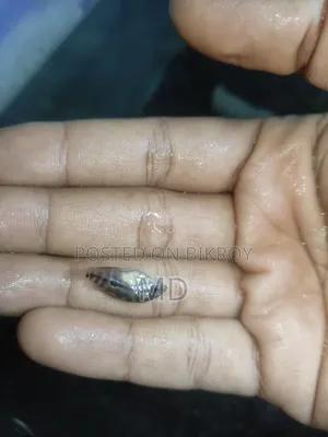 Monster Fish Baby Flowerhorn