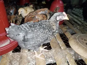 Tiger Chicken and Chicks for Sale