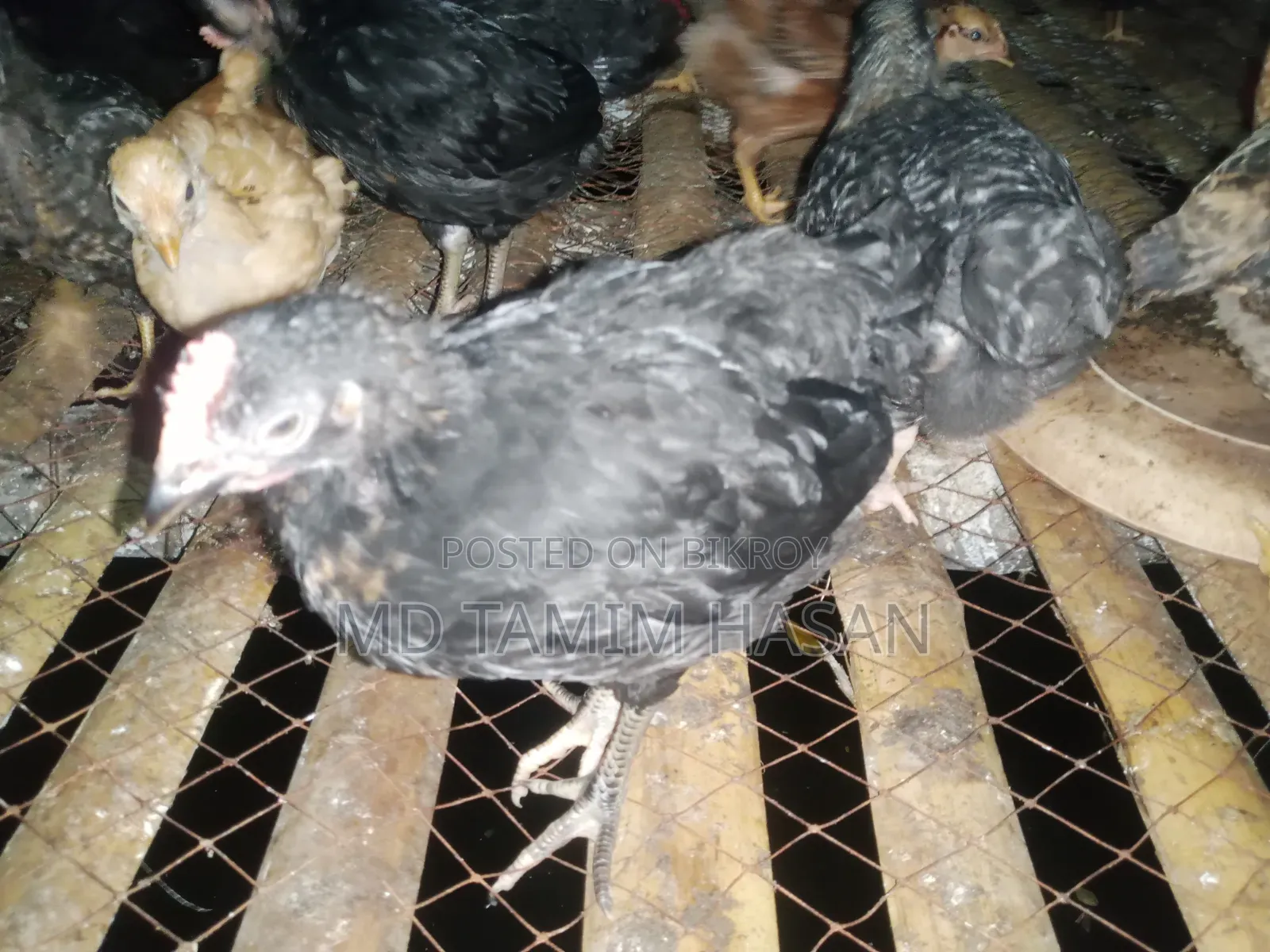 Tiger Chicken and Chicks for Sale