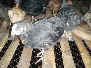 Tiger Chicken and Chicks for Sale