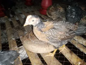 Tiger Chicken and Chicks for Sale