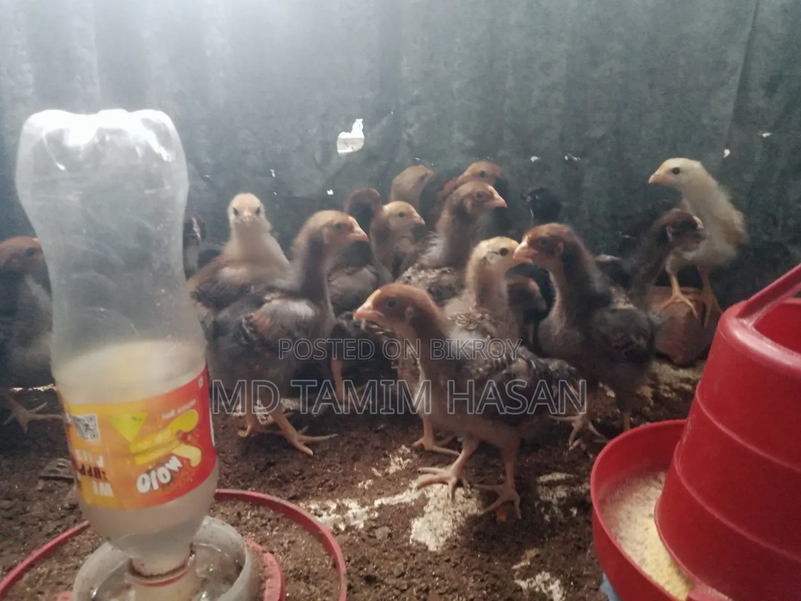 Tiger Chicken and Chicks for Sale
