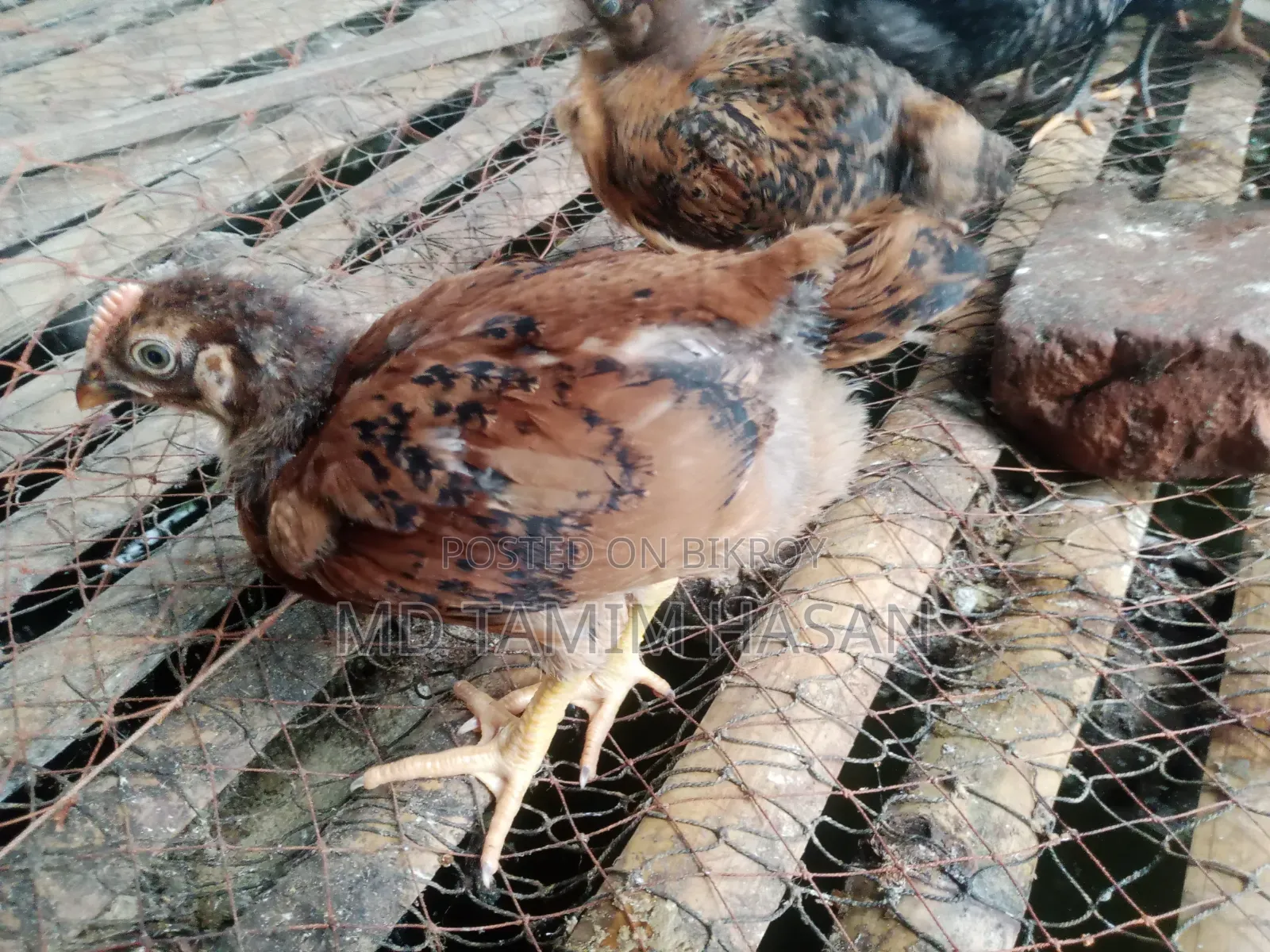 Tiger Chicken and Chicks for Sale