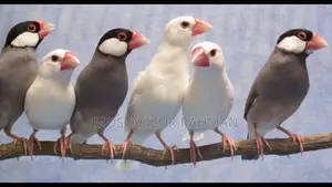 জাভা ফিঞ্চ প্রয়োজন