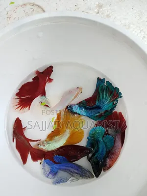 Important Betta