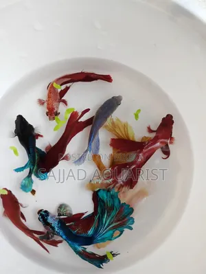 Important Betta