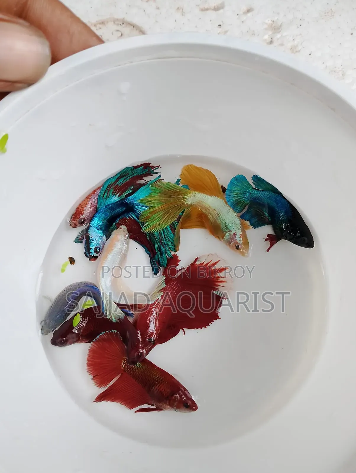 Important Betta