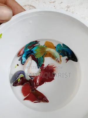 Important Betta