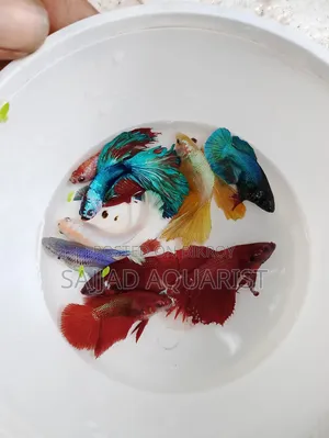 Important Betta