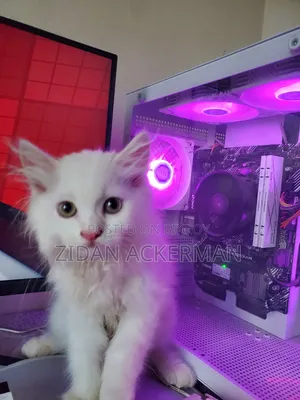 1-3 Months Male Purebred Persian