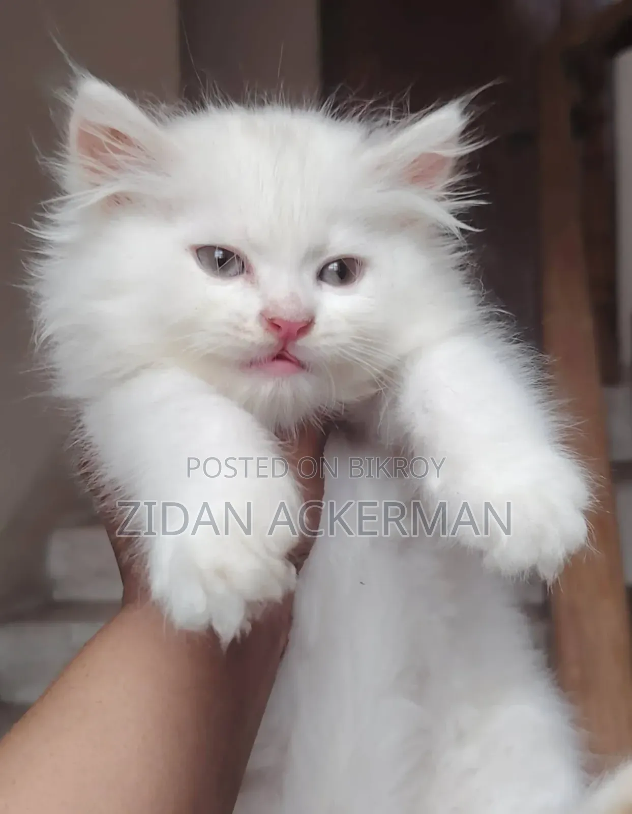 1-3 Months Male Purebred Persian