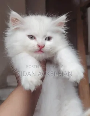 1-3 Months Male Purebred Persian