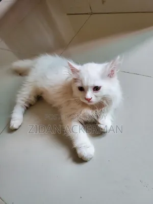 1-3 Months Male Purebred Persian