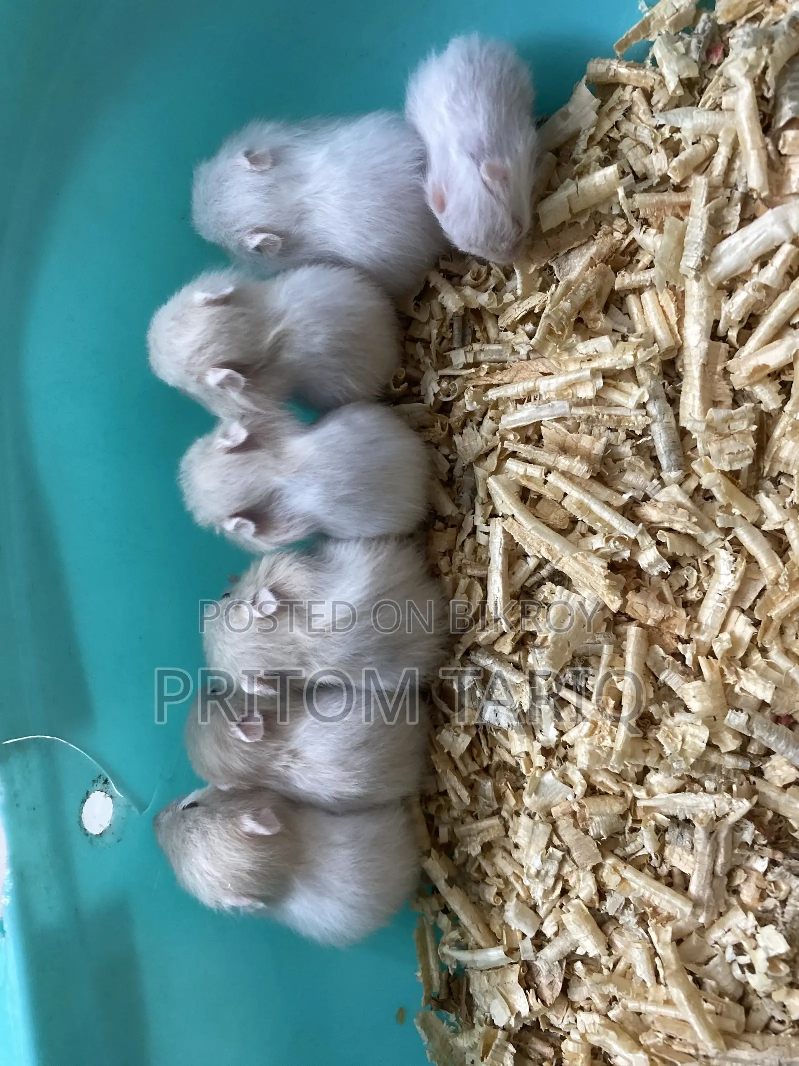 Baby Syrian Hamster