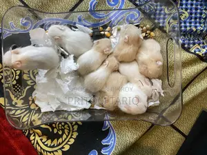 Baby Syrian Hamster
