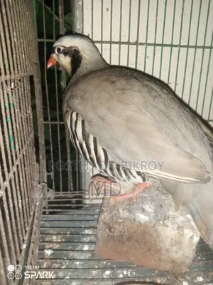 Chukar, the national bird of Pakistan