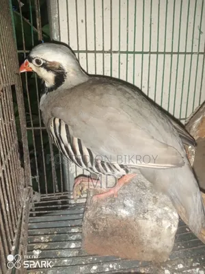 Chukar, the national bird of Pakistan