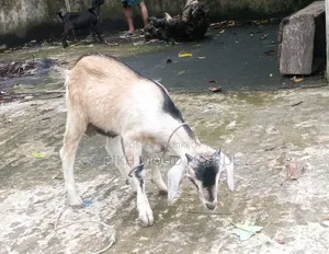 দেশি পাঠা ছাগল বিক্রি হবে