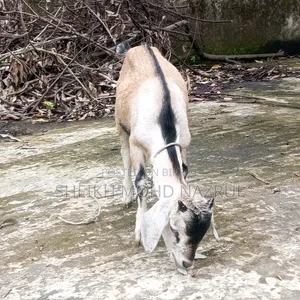 দেশি পাঠা ছাগল বিক্রি হবে