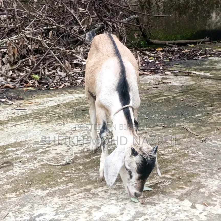 দেশি পাঠা ছাগল বিক্রি হবে