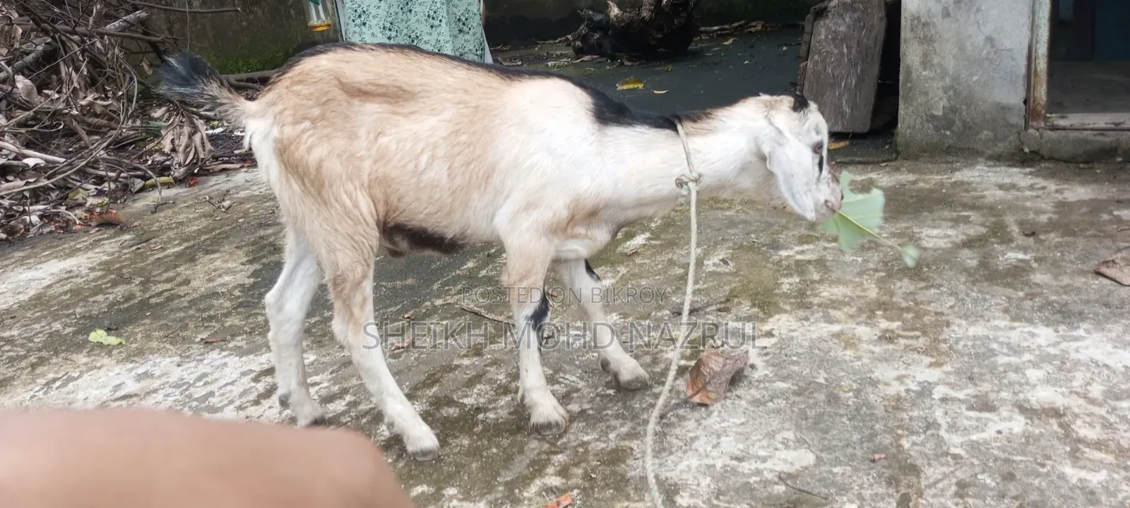দেশি পাঠা ছাগল বিক্রি হবে