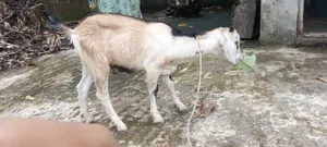 দেশি পাঠা ছাগল বিক্রি হবে