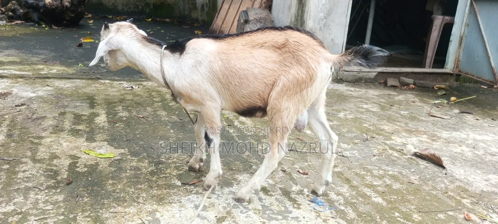 দেশি পাঠা ছাগল বিক্রি হবে