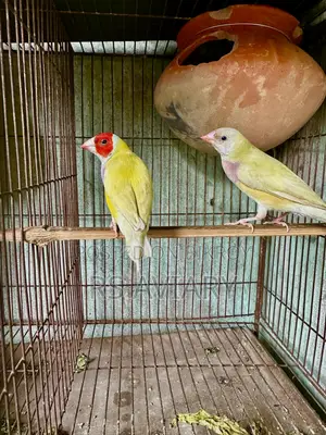 গোল্ডিয়ান ফিঞ্চ রানিং জোড়া