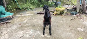 Local male goat for sale
