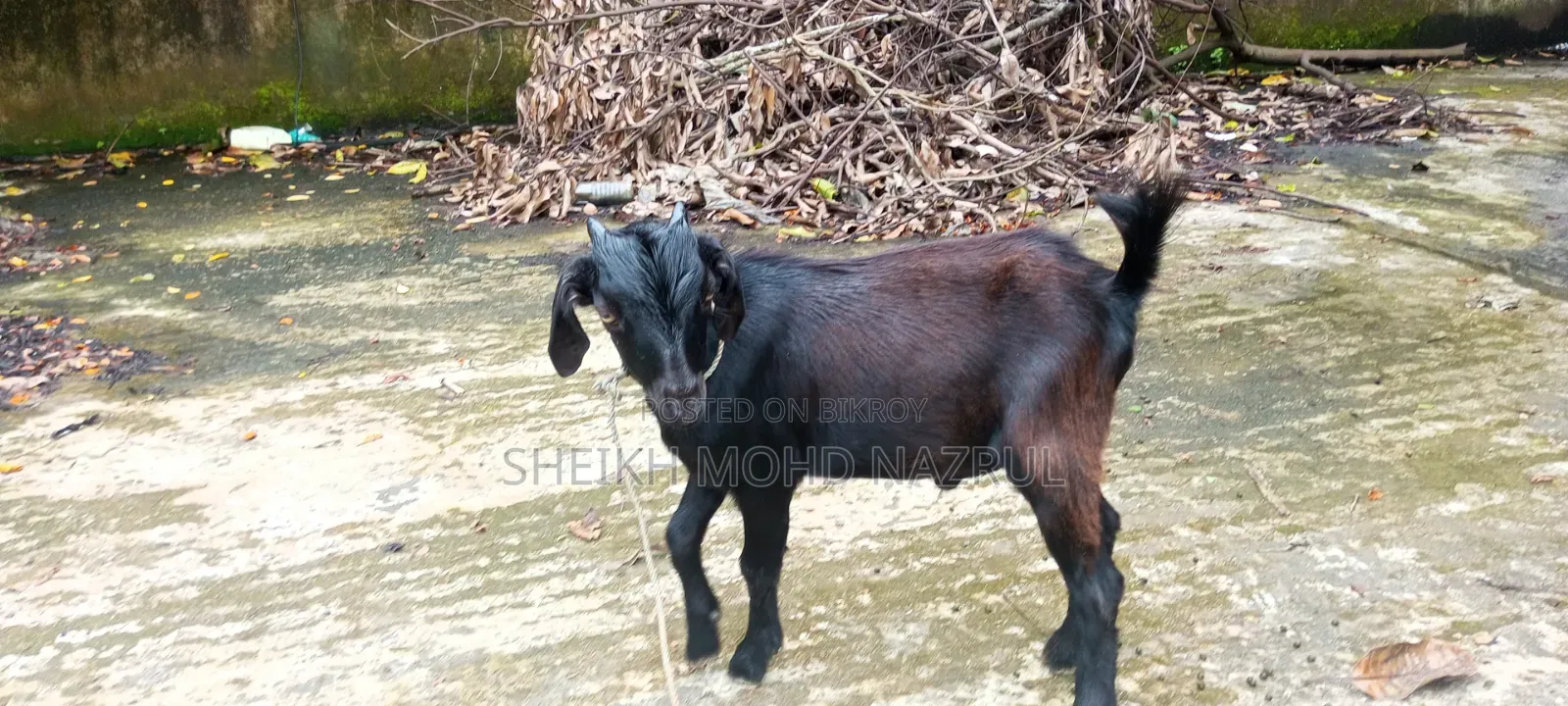 Local male goat for sale