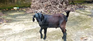 Local male goat for sale