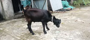 Local male goat for sale