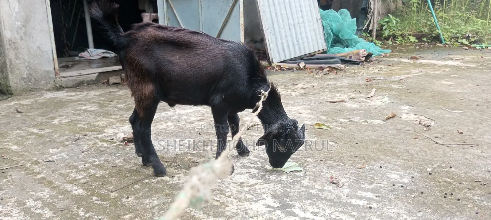 Local male goat for sale