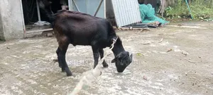 Local male goat for sale