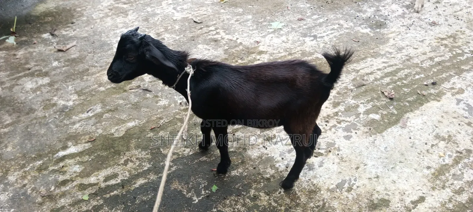 Local male goat for sale