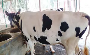 No. 1245 High-quality heifer