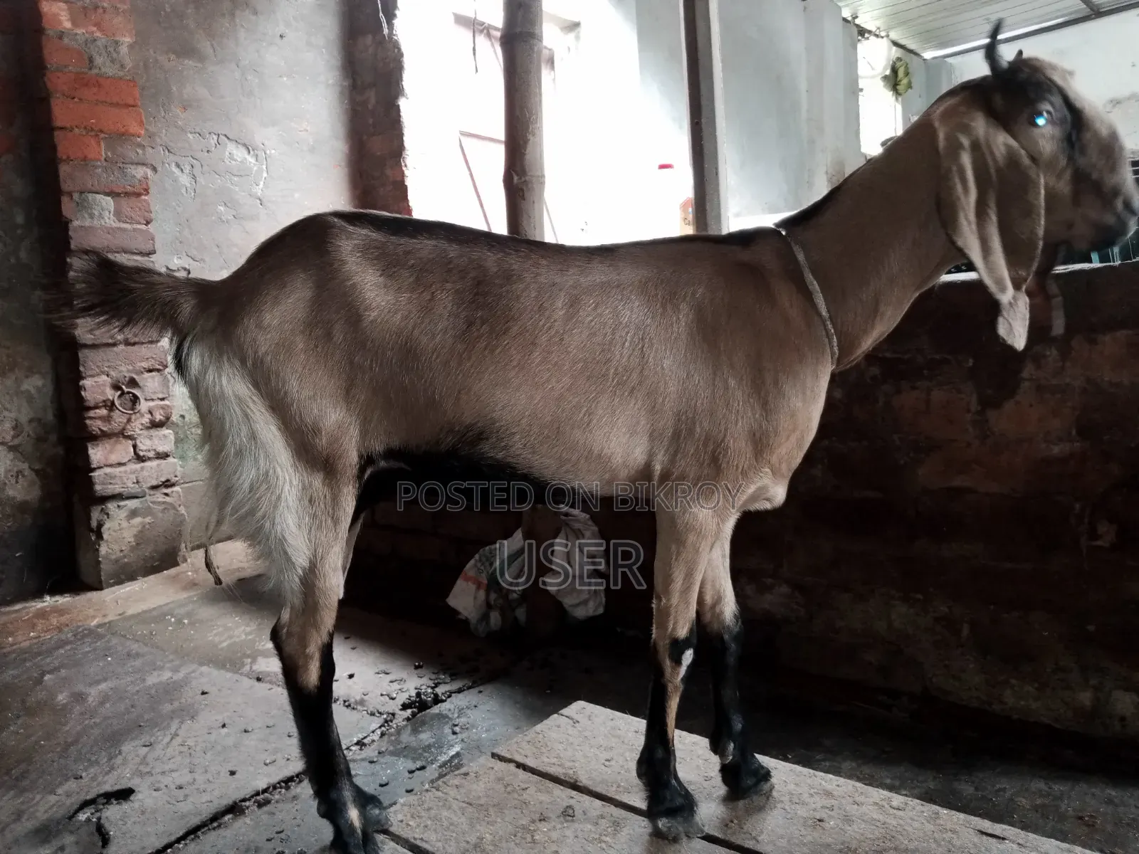 Totapuri cross goat with male kid