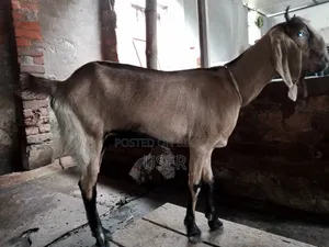 Totapuri cross goat with male kid
