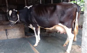 Buy High-Yield Dairy Cow #1432 for Farming