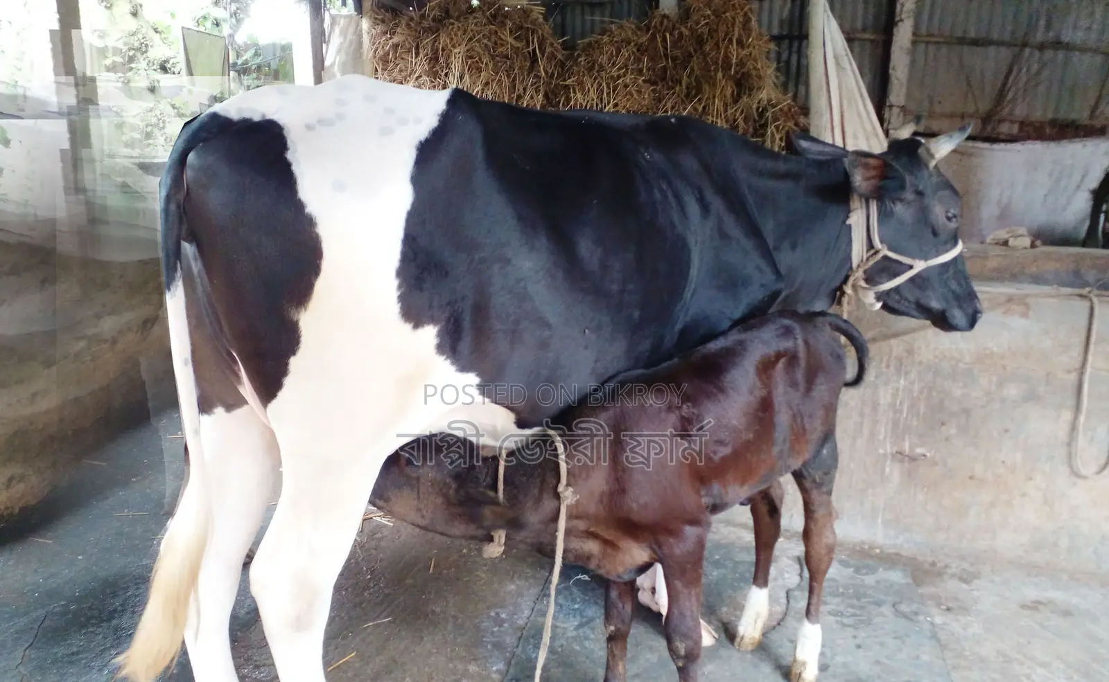 No. 1433 High-Quality Cow