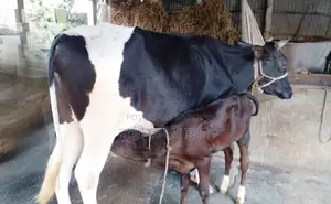 No. 1433 High-Quality Cow