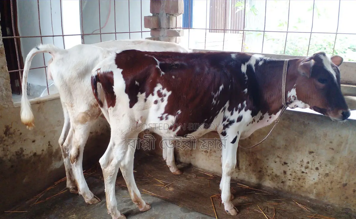 2 High-Quality Heifers for Sale (No. 1434)