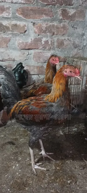 আসিল ক্রোস