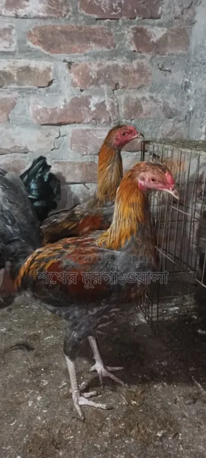 আসিল ক্রোস