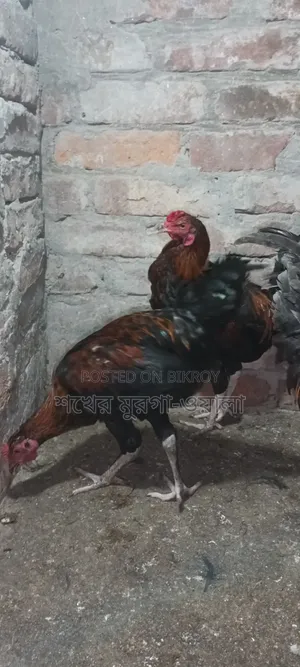 আসিল ক্রোস