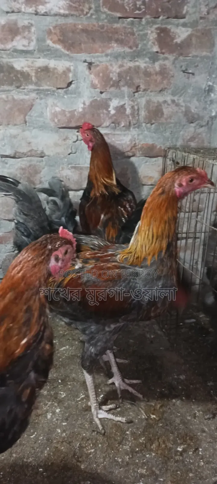 আসিল ক্রোস