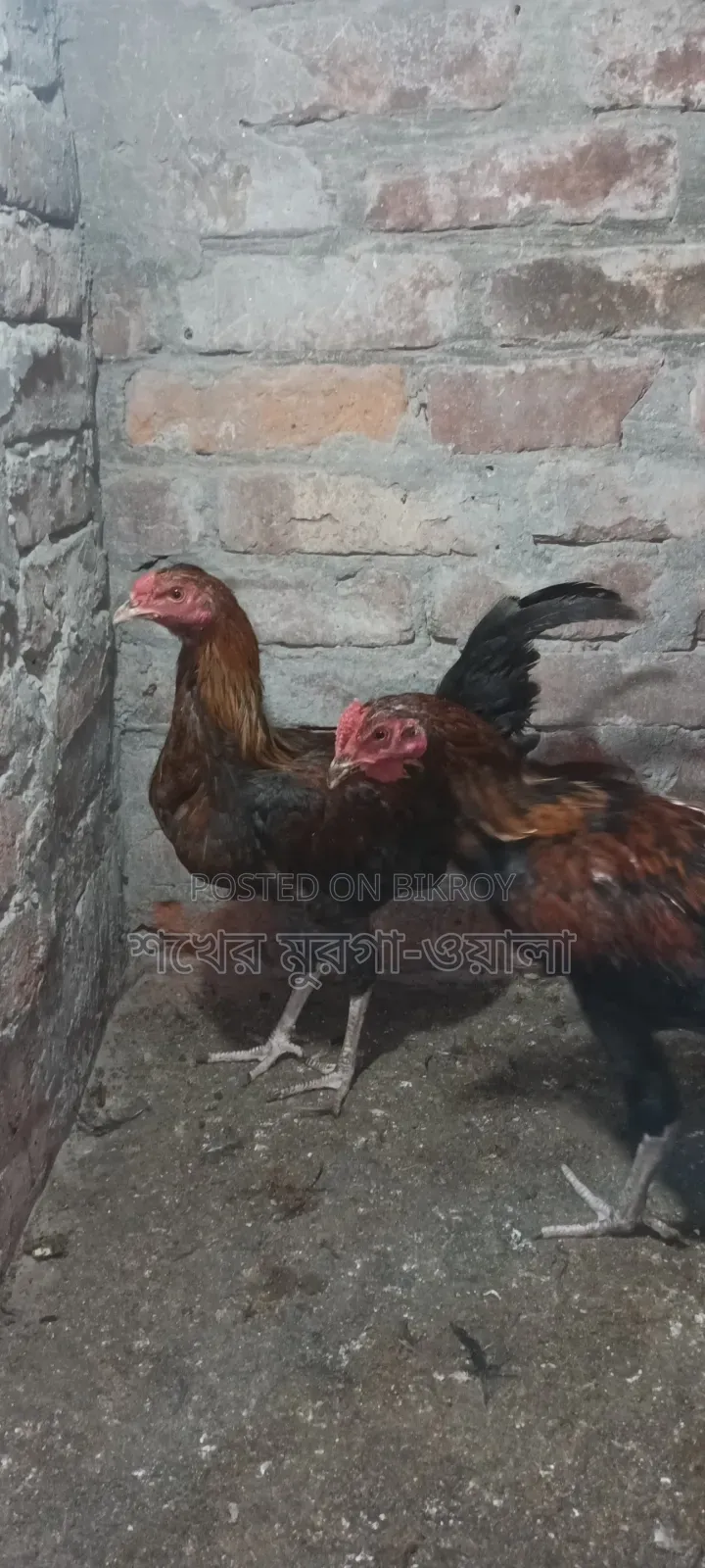 আসিল ক্রোস