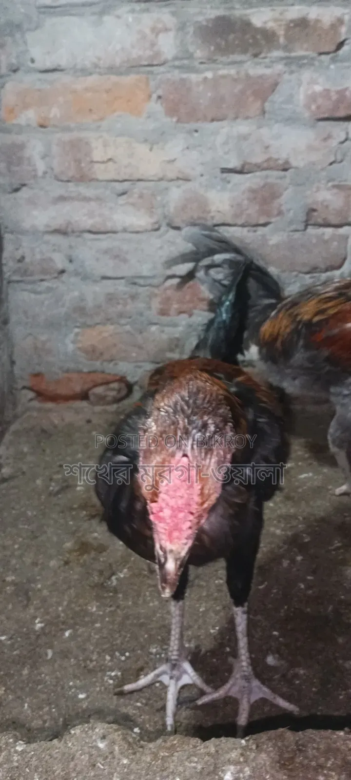 আসিল ক্রোস