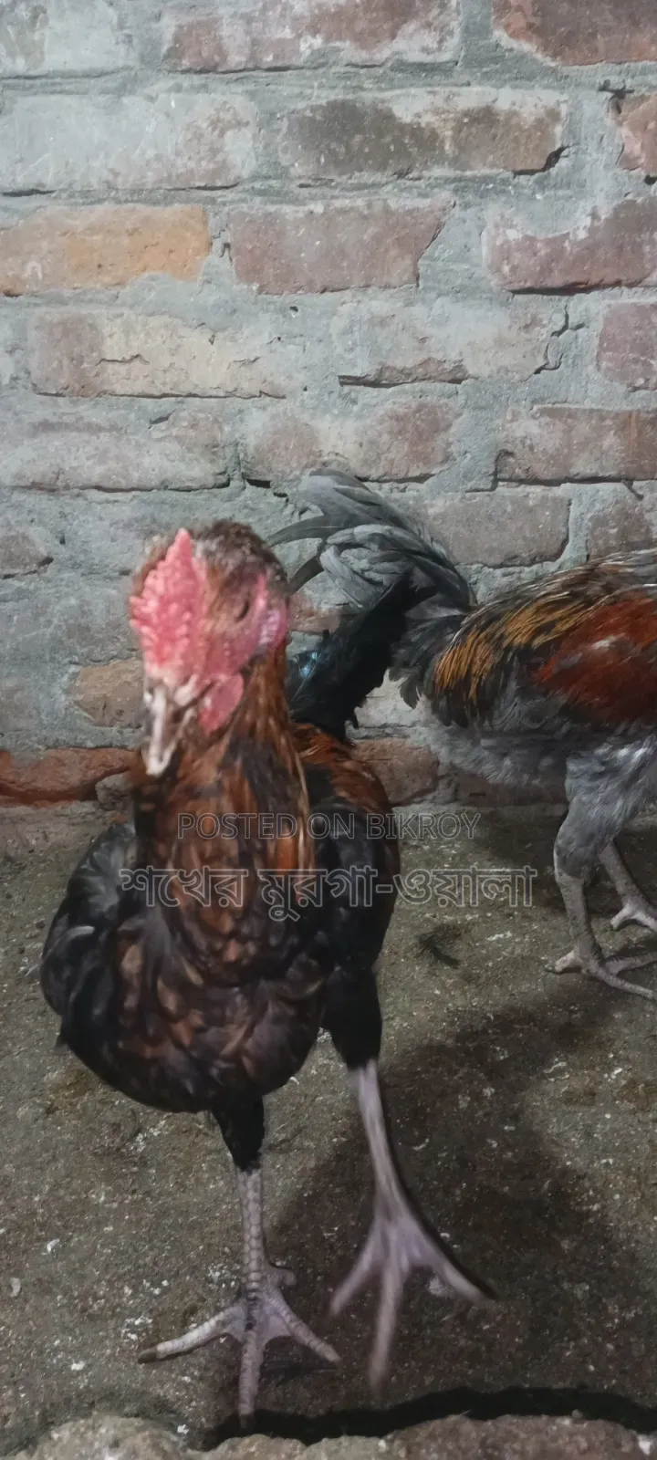 আসিল ক্রোস