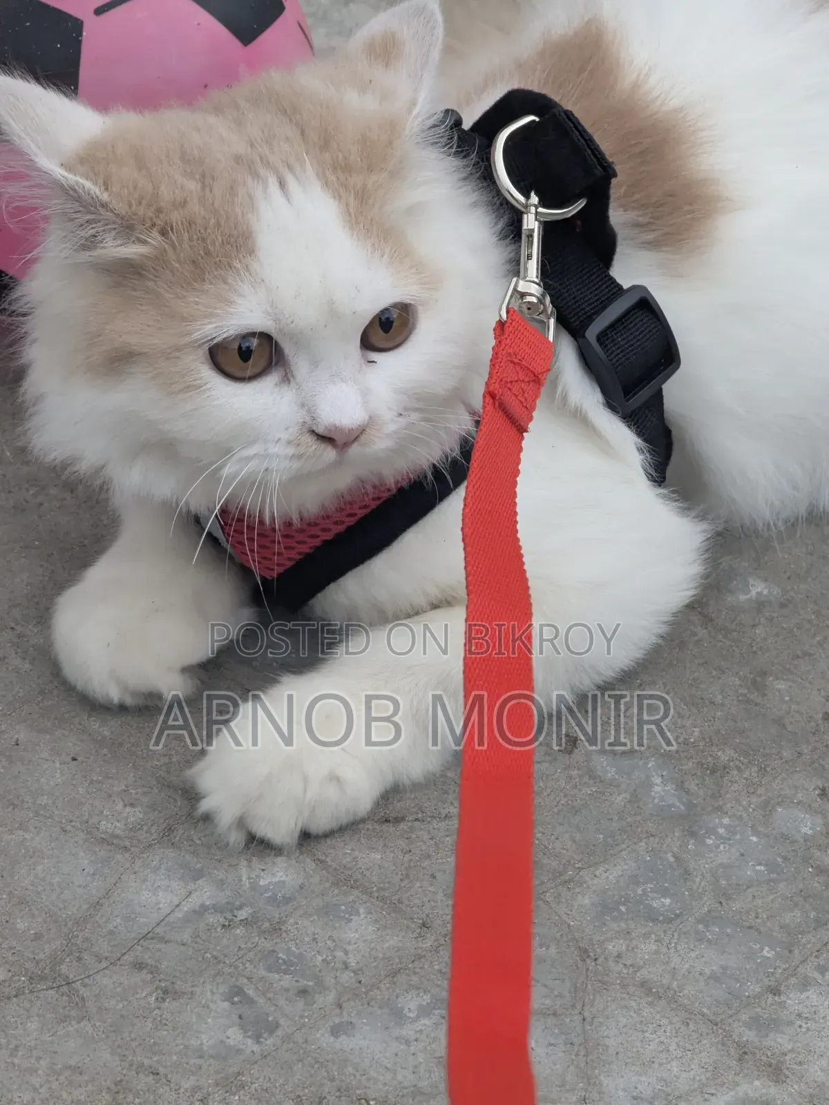 6-12 Months Female Purebred Persian